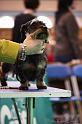 Crufts2011_2 1300